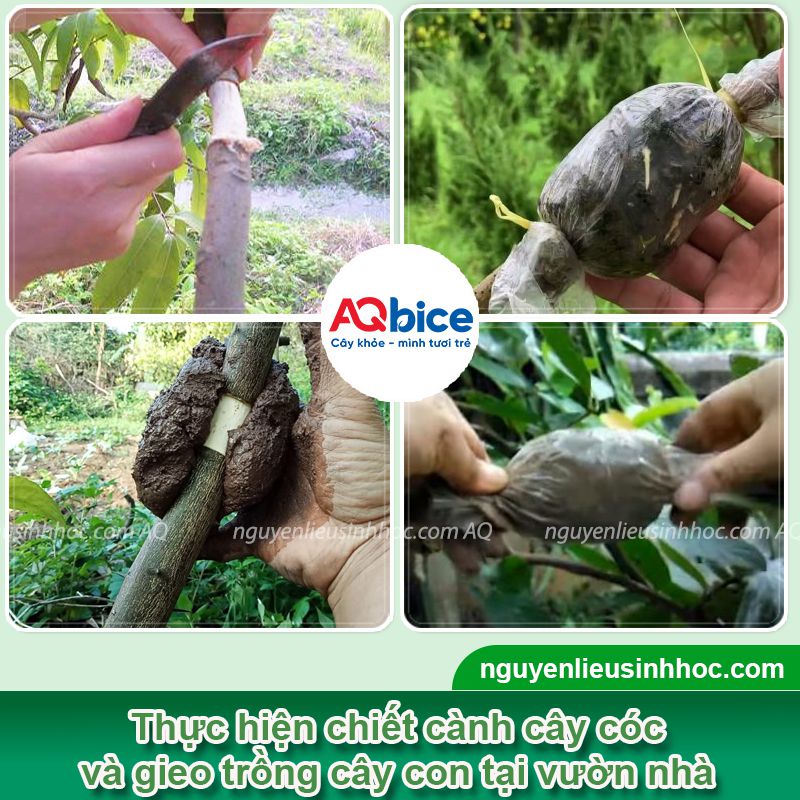Hướng dẫn cách chiết cây cóc đúng kỹ thuật, đơn giản tại nhà