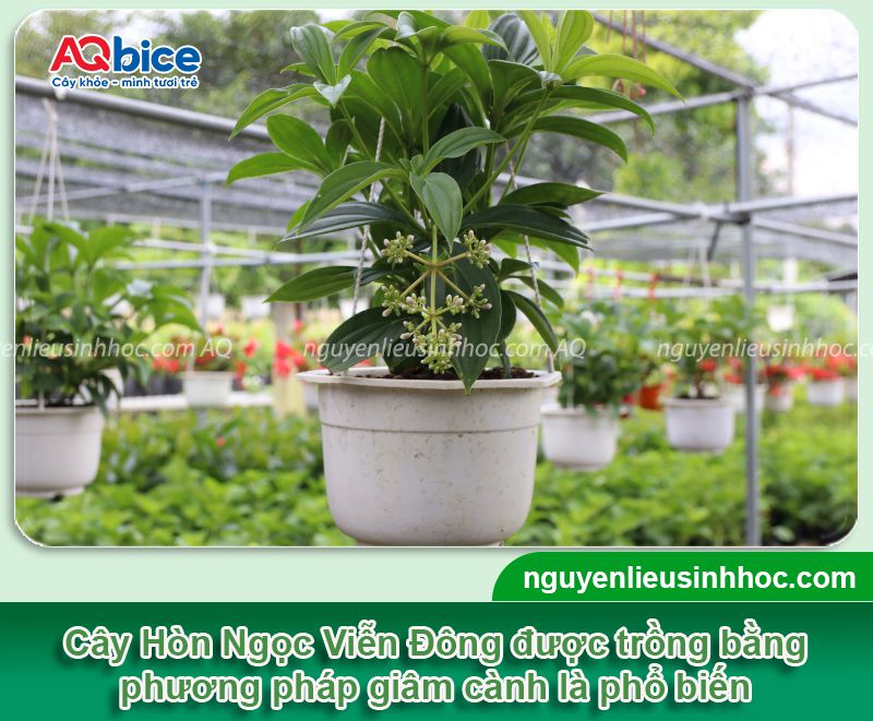Cách trồng cây Hòn Ngọc Viễn Đông nở hoa đẹp, ý nghĩa 2 Cách trồng cây Hòn Ngọc Viễn Đông nở hoa đẹp, ý nghĩa