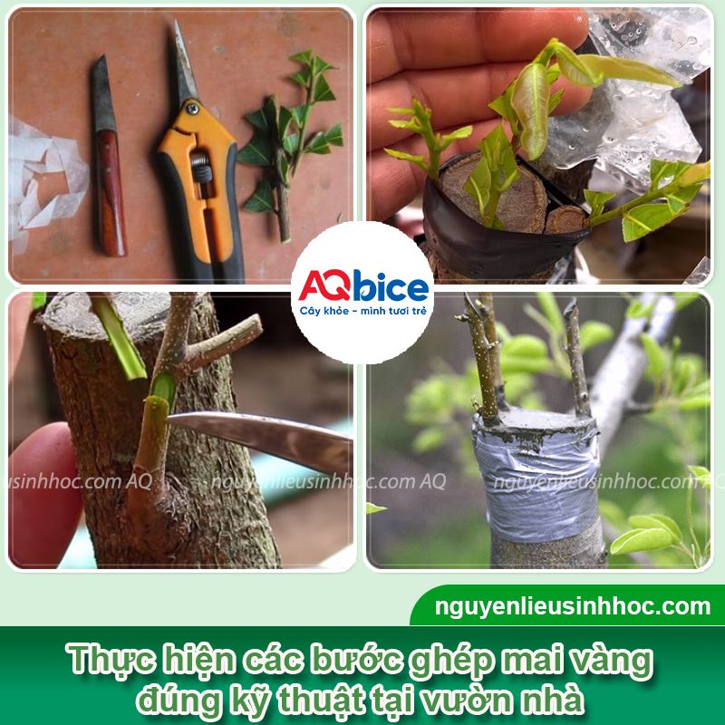 Hướng dẫn kỹ thuật ghép mai vàng đơn giản, tỷ lệ sống cao 2 Hướng dẫn kỹ thuật ghép mai vàng đơn giản, tỷ lệ sống cao