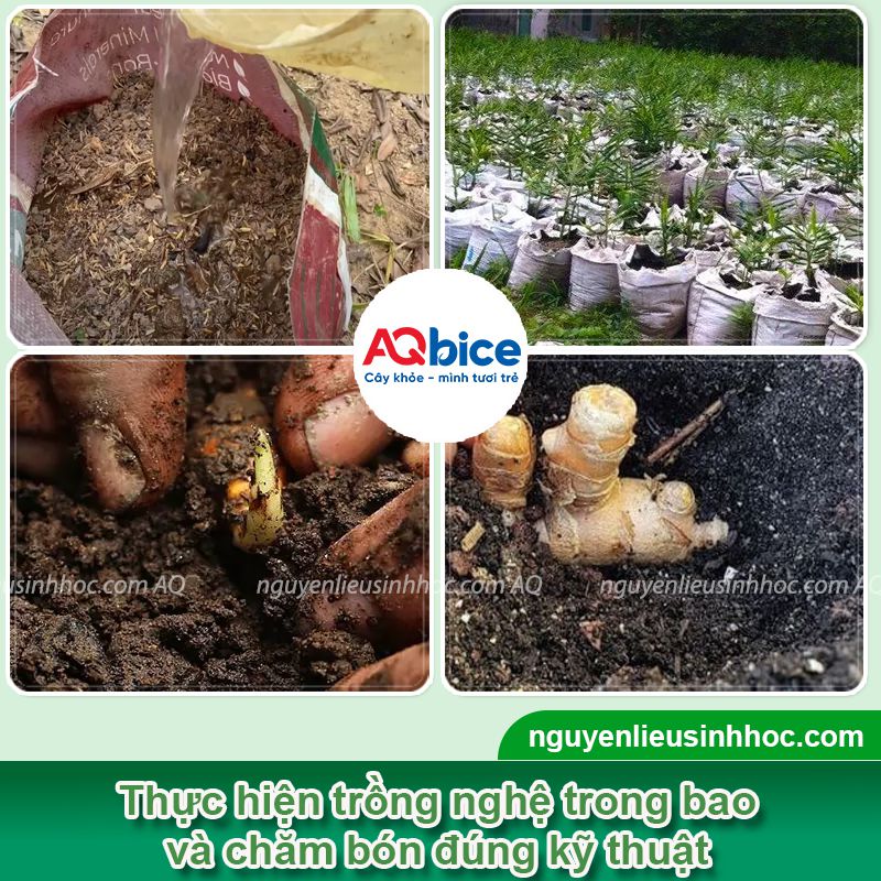 Kỹ thuật trồng nghệ trong bao đơn giản, dễ thực hiện tại nhà 3 Kỹ thuật trồng nghệ trong bao chi tiết đơn giản tại nhà