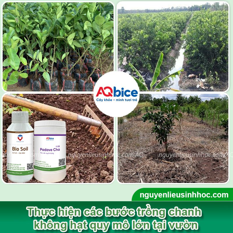 Kỹ thuật trồng chanh không hạt, trái ra to, ít sâu bệnh 2 Kỹ thuật trồng chanh không hạt năng suất cao, ít sâu bệnh
