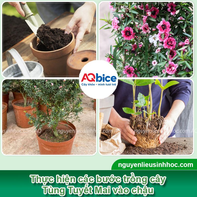 Cách trồng cây Tùng Tuyết Mai: Ý nghĩa, cách chăm hoa nở Tết 2 Cách trồng cây Tùng Tuyết Mai: Ý nghĩa, cách chăm hoa nở Tết