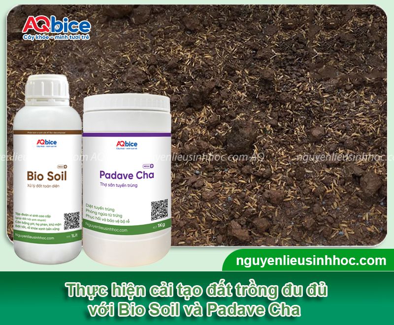 Cách trồng cây đu đủ cảnh chơi Tết 2026 sai trĩu quả 2 Cách trồng cây đu đủ cảnh chơi Tết 2026 sai trĩu quả