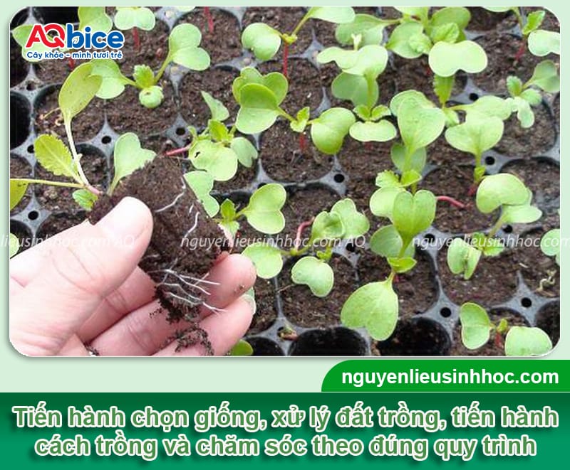 Củ cải trắng trồng bao lâu thu hoạch: Mẹo giúp thu hoạch sớm 5 Củ cải trắng trồng bao lâu thu hoạch và dấu hiệu nhận biết