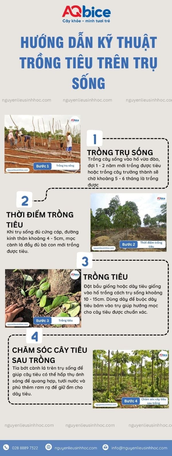 Hướng dẫn kỹ thuật trồng tiêu trên trụ sống cho nhà vườn 4 Hướng dẫn kỹ thuật trồng tiêu trên trụ sống cho nhà vườn
