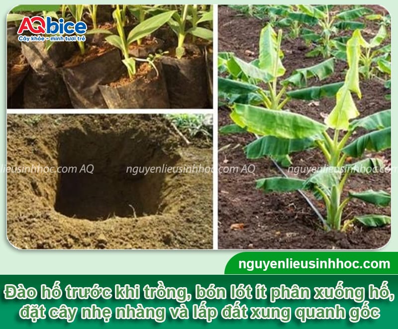 Kỹ thuật trồng chuối tiêu xanh tốt, buồng đẹp, trái lớn đều