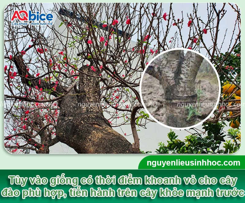 Cách chăm đào ra hoa đúng Tết: Hoa nở đẹp rực rỡ, lâu tàn 5 Cách chăm đào ra hoa đúng Tết: Hoa nở đẹp, nở chuẩn ngày