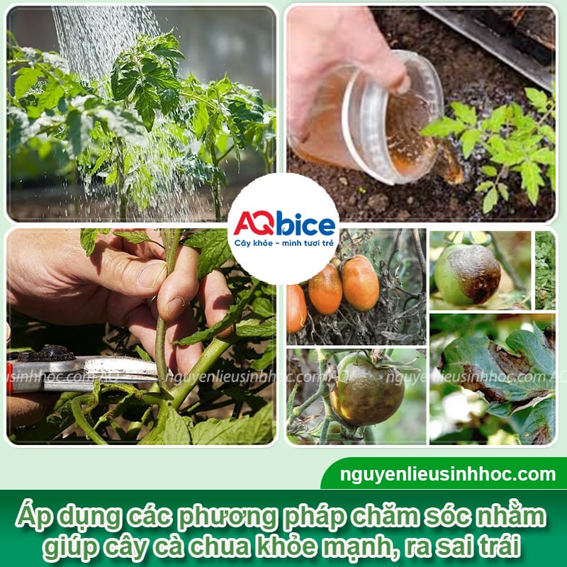 Cây cà chua trồng bao lâu có trái, chăm quả ra chín mọng 4 Thời gian cây cà chua trồng bao lâu có trái sai, chín mọng