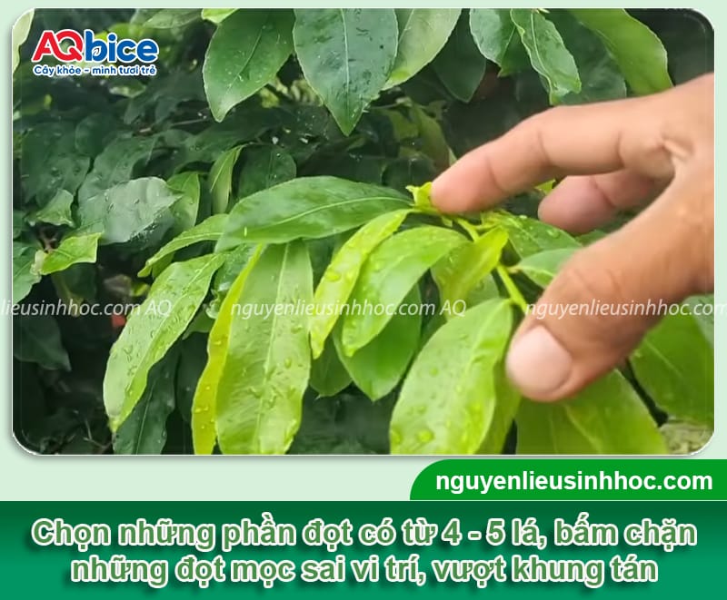 Hướng dẫn chặn đọt mai vàng đúng cách, hoa nở đúng dịp Tết 3 Hướng dẫn chặn đọt mai vàng đúng cách, hoa nở đúng dịp Tết