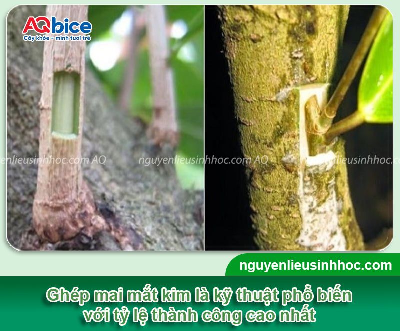 Hướng dẫn kỹ thuật ghép mai vàng đơn giản, tỷ lệ sống cao 3 Hướng dẫn kỹ thuật ghép mai vàng đơn giản, tỷ lệ sống cao