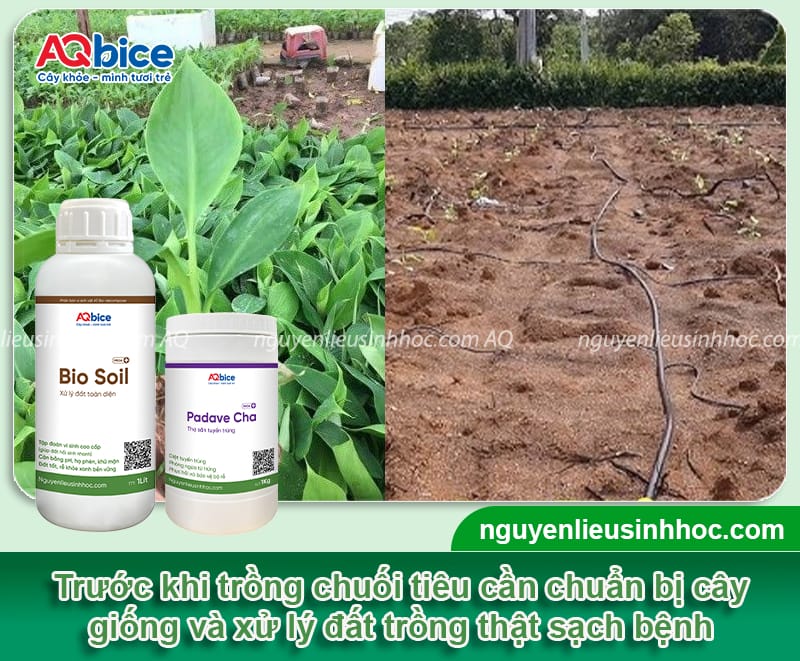 Kỹ thuật trồng chuối tiêu xanh tốt, buồng đẹp, trái lớn đều