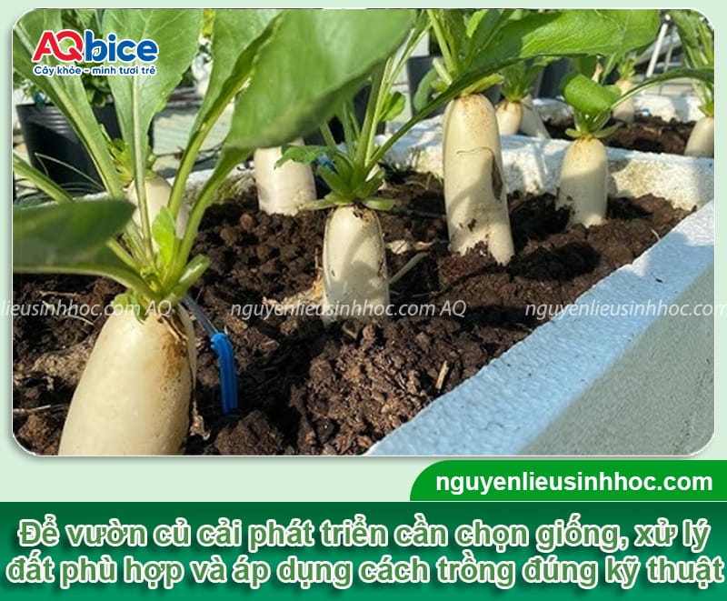 Thời vụ trồng củ cải trắng ở miền Bắc cho năng suất cao 4 Thời vụ trồng củ cải trắng ở miền Bắc cho năng suất cao