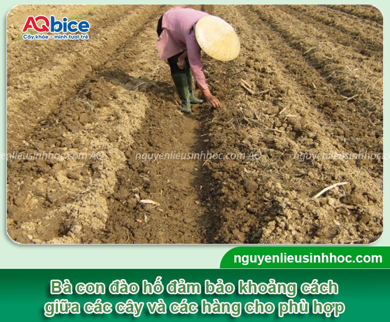 Kỹ thuật trồng ngô ngọt hiệu quả, năng suất cao, ít sâu bệnh 3 Hướng dẫn kỹ thuật trồng ngô ngọt năng suất cao, ít sâu bệnh