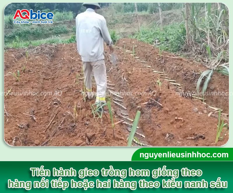 Cách trồng mía tím bằng ngọn đúng kỹ thuật, năng suất cao 3 Cách trồng mía tím bằng ngọn đúng kỹ thuật, năng suất cao