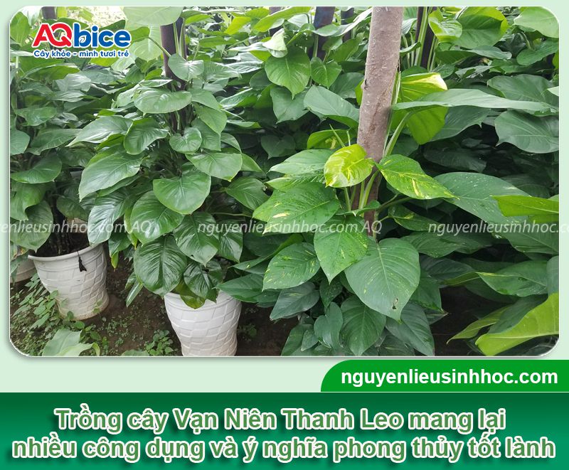 Cây Vạn Niên Thanh Leo Cột: Đặc điểm, ý nghĩa và cách trồng 3 Cây Vạn Niên Thanh Leo Cột: Đặc điểm, ý nghĩa và cách trồng