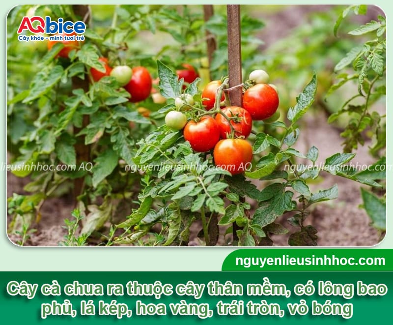 Cây cà chua trồng bao lâu có trái, chăm quả ra chín mọng 2 Thời gian cây cà chua trồng bao lâu có trái sai, chín mọng