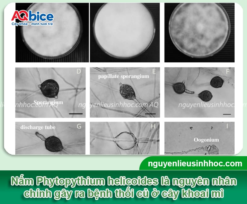 Bệnh thối củ trên cây khoai mì: Nguyên nhân và Cách xử lý 2 Nguyên nhân bệnh thối củ trên cây khoai mì và cách phòng trừ