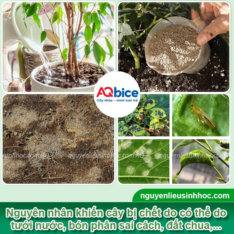 Các cách cứu cây bị chết khô mau phục hồi, xanh tốt trở lại 2 Các cách cứu cây bị chết khô mau phục hồi, xanh tốt trở lại