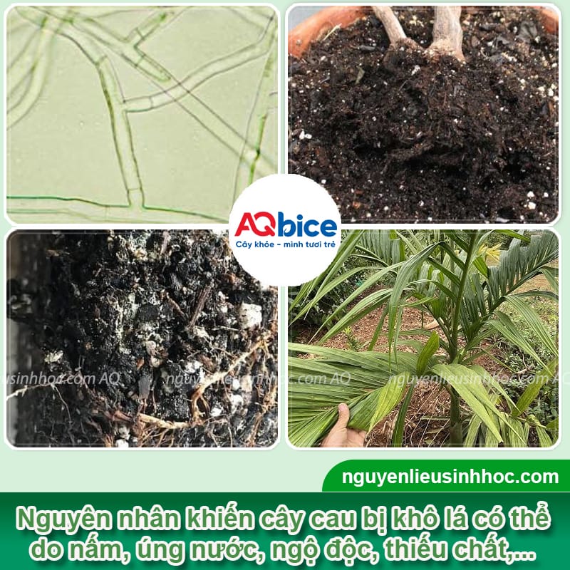 Nguyên nhân cây cau bị khô lá do đâu và cách phòng trừ