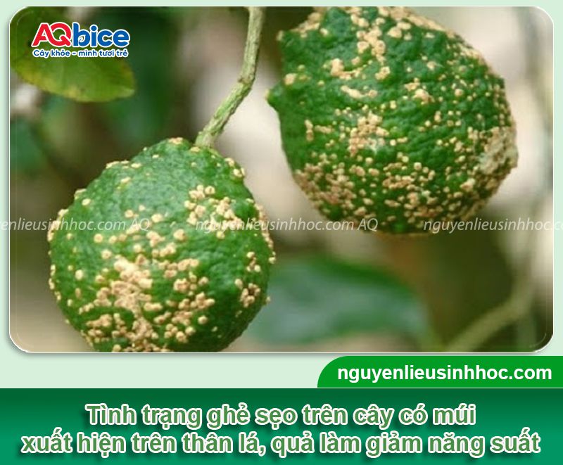 Bệnh ghẻ sẹo cam quýt: Nguyên nhân, dấu hiệu, cách xử lý 2 Bệnh ghẻ sẹo cam quýt: Nguyên nhân, dấu hiệu, cách xử lý