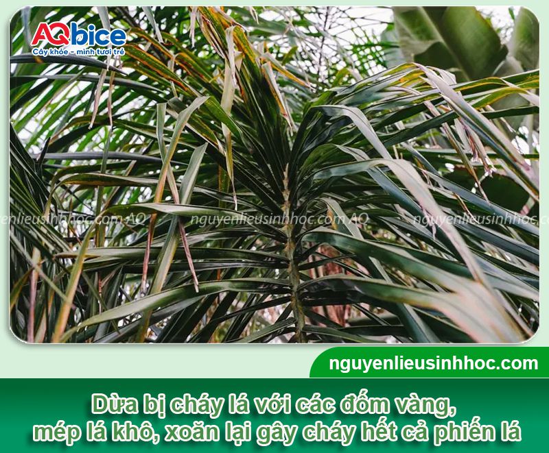 Dừa bị cháy lá: Nguyên nhân, biện pháp phòng trừ hiệu quả 2 Dừa bị cháy lá: Nguyên nhân, biện pháp phòng trừ hiệu quả