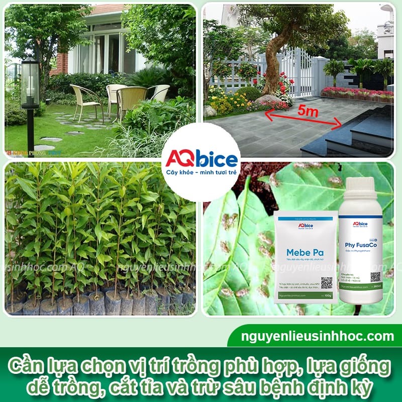 Trồng cây vối trước nhà có tốt không? Cần lưu ý những gì? 4 Trồng cây vối trước nhà có tốt không? Cần lưu ý những gì?