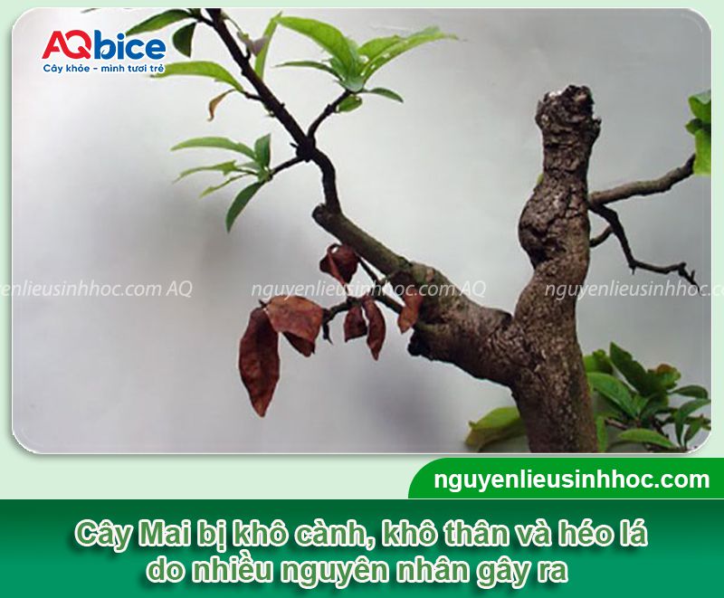 Cách cứu cây mai sắp chết kịp thời do nhiều nguyên nhân 2 Cách cứu cây Mai sắp chết kịp thời do nhiều nguyên nhân
