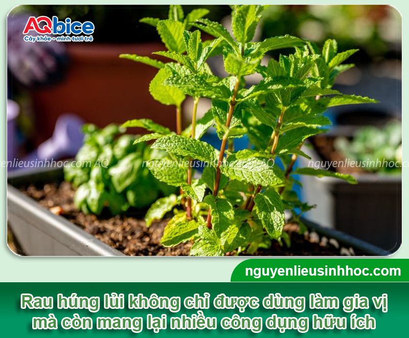 Hướng dẫn cách trồng rau húng lủi bằng hạt xanh tốt tại nhà