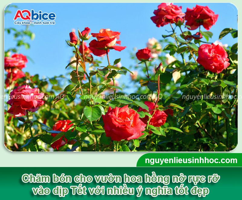 Cách chăm hoa hồng nở đúng Tết 2026 rực rỡ và ý nghĩa 1 Chăm hoa hồng nở đúng Tết 2026 rực rỡ và ý nghĩa