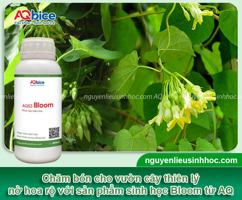 Tại sao cây thiên lý không ra hoa? Kích hoa nở đúng mùa