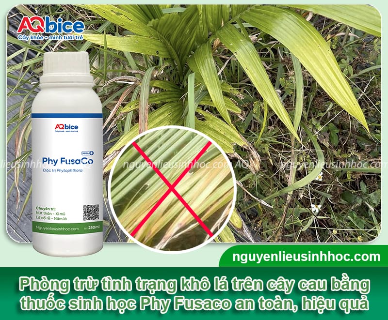 Nguyên nhân cây cau bị khô lá do đâu và cách phòng trừ