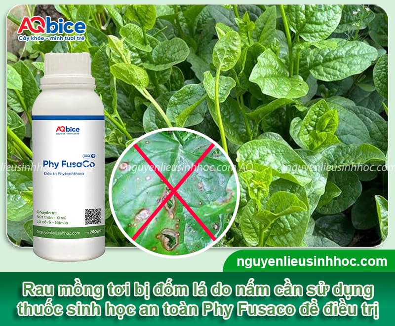Rau mồng tơi bị đốm lá có ăn được không và cách xử lý