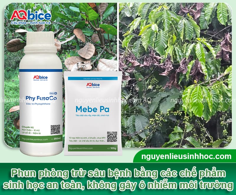 Các cách cứu cây bị chết khô mau phục hồi, xanh tốt trở lại 5 Các cách cứu cây bị chết khô mau phục hồi, xanh tốt trở lại