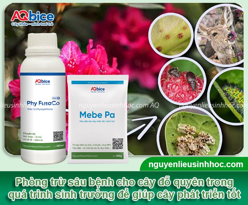 Cách chăm sóc cây đỗ quyên khỏe mạnh, hoa nở lâu tàn 4 Cách chăm sóc cây đỗ quyên khỏe mạnh, hoa nở rực rỡ lâu tàn