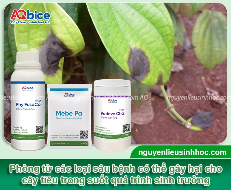 Hướng dẫn kỹ thuật trồng tiêu trên trụ sống cho nhà vườn 6 Hướng dẫn kỹ thuật trồng tiêu trên trụ sống cho nhà vườn