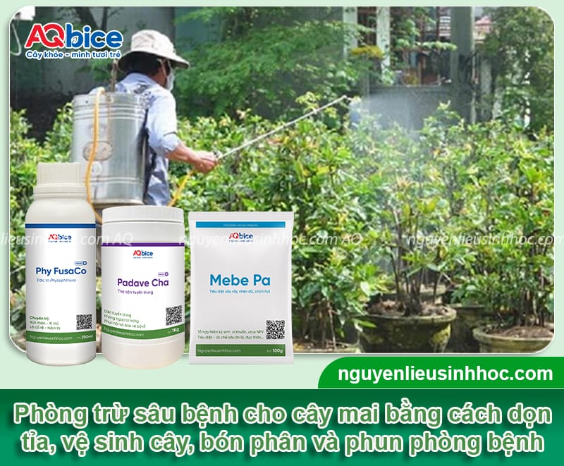 Hướng dẫn cách chăm sóc mai trước Tết, hoa nở bung đẹp 5 Hướng dẫn cách chăm sóc mai trước Tết, ra hoa đúng thời vụ