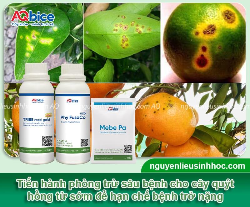 Kỹ thuật trồng quýt hồng khỏe mạnh, quả đẹp và ít sâu bệnh
