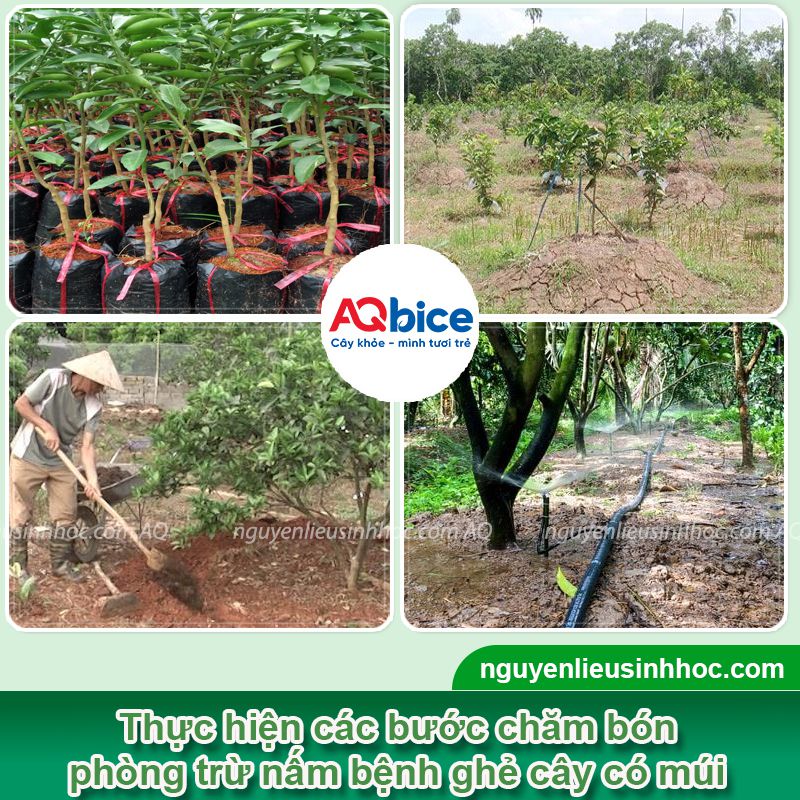 Bệnh ghẻ sẹo cam quýt: Nguyên nhân, dấu hiệu, cách xử lý 3 Bệnh ghẻ sẹo cam quýt: Nguyên nhân, dấu hiệu, cách xử lý
