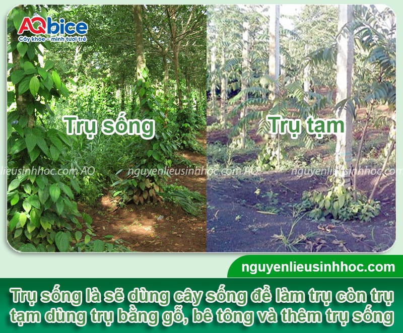 Hướng dẫn kỹ thuật trồng tiêu trên trụ sống cho nhà vườn 2 Hướng dẫn kỹ thuật trồng tiêu trên trụ sống cho nhà vườn