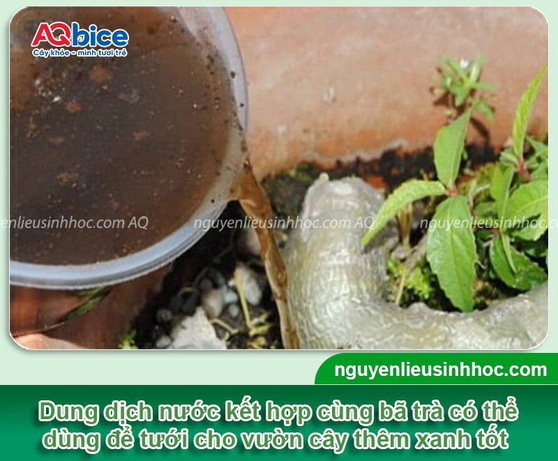 Cách ủ bã trà bón cây có tốt không? Hướng dẫn cách ủ 4 Hướng dẫn cách ủ bã trà bón cây xanh tốt tại vườn