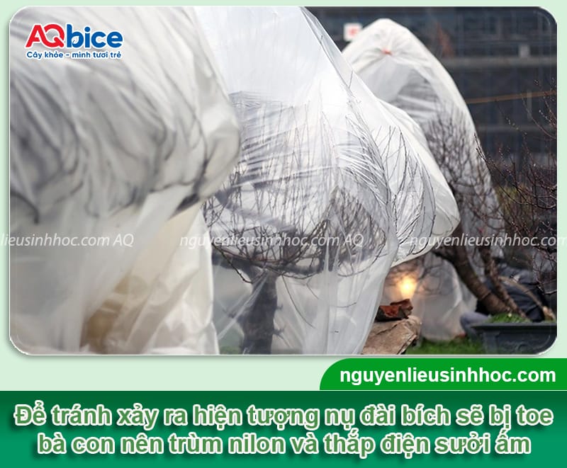 Cách chăm đào ra hoa đúng Tết: Hoa nở đẹp rực rỡ, lâu tàn 6 Cách chăm đào ra hoa đúng Tết: Hoa nở đẹp, nở chuẩn ngày