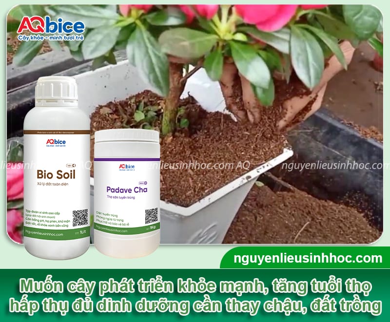 Cách chăm sóc cây đỗ quyên khỏe mạnh, hoa nở lâu tàn 5 Cách chăm sóc cây đỗ quyên khỏe mạnh, hoa nở rực rỡ lâu tàn