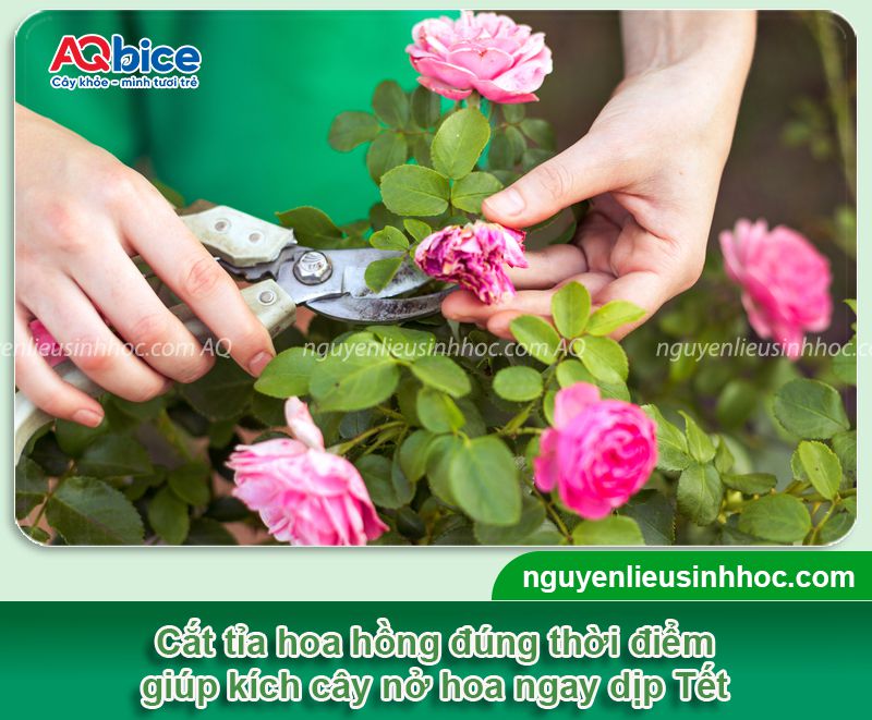 Cách chăm hoa hồng nở đúng Tết 2026 rực rỡ và ý nghĩa 2 Chăm hoa hồng nở đúng Tết 2026 rực rỡ và ý nghĩa