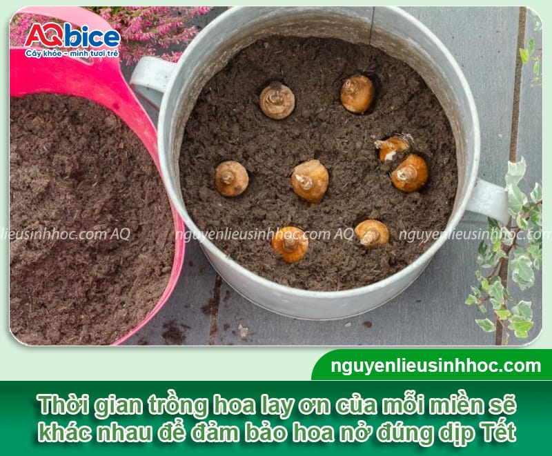 Thời gian trồng hoa lay ơn kịp Tết và cách giúp hoa nở đều đẹp