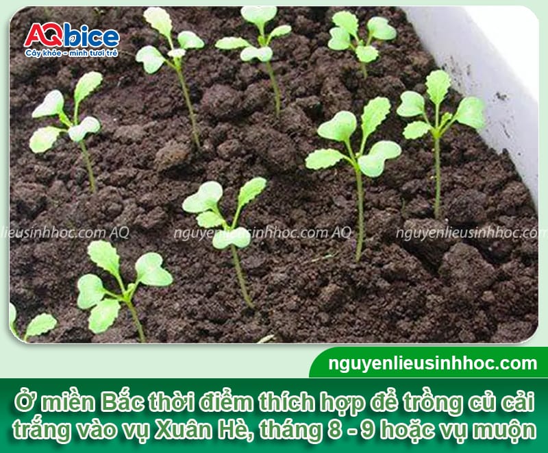 Thời vụ trồng củ cải trắng ở miền Bắc cho năng suất cao 3 Thời vụ trồng củ cải trắng ở miền Bắc cho năng suất cao