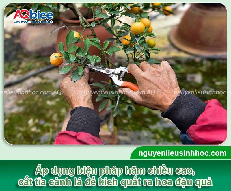 Thuốc kích quả quất to Kfruit trái đậu xum xuê dịp Tết