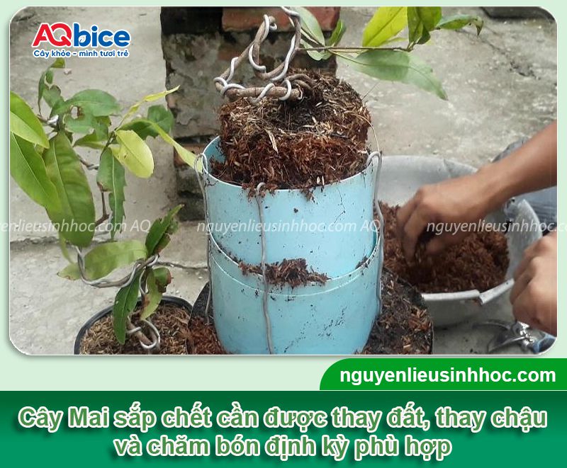 Cách cứu cây mai sắp chết kịp thời do nhiều nguyên nhân 3 Cách cứu cây Mai sắp chết kịp thời do nhiều nguyên nhân