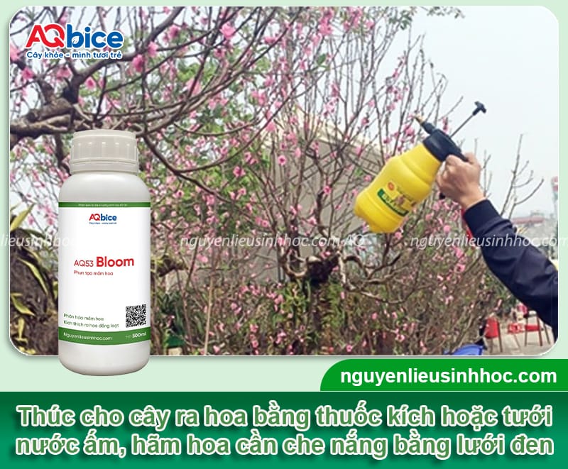 Cách chăm đào ra hoa đúng Tết: Hoa nở đẹp rực rỡ, lâu tàn 7 Cách chăm đào ra hoa đúng Tết: Hoa nở đẹp, nở chuẩn ngày