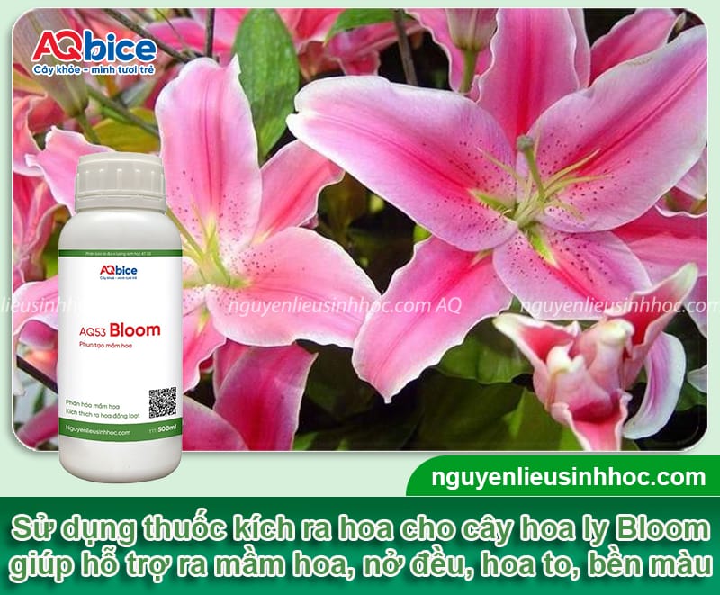 Cách kích hoa ly nhanh nở đồng loạt, đúng dịp Tết Nguyên Đán