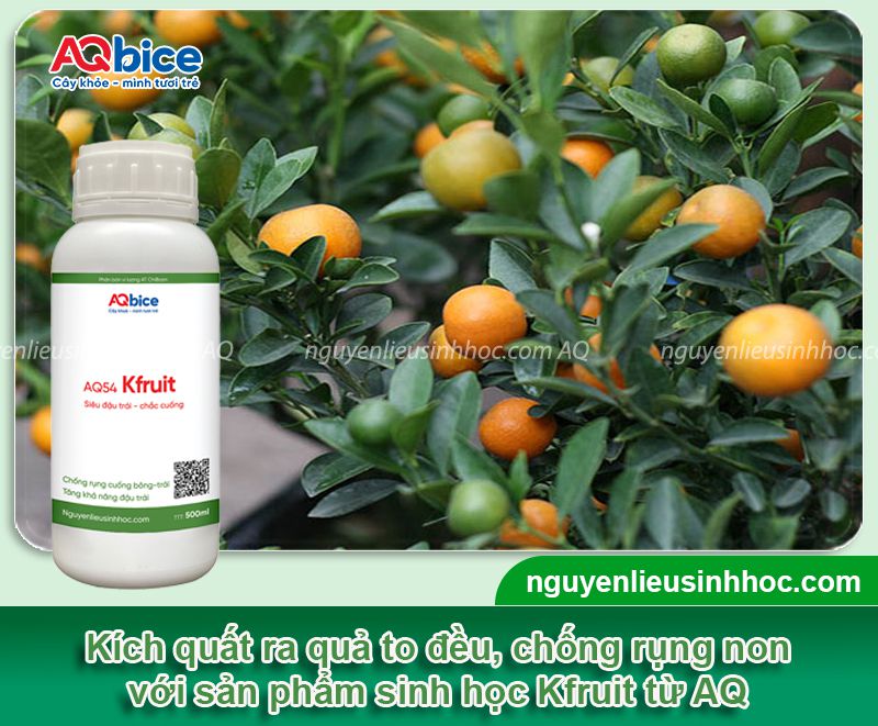 Thuốc kích quả quất to Kfruit trái đậu xum xuê dịp Tết